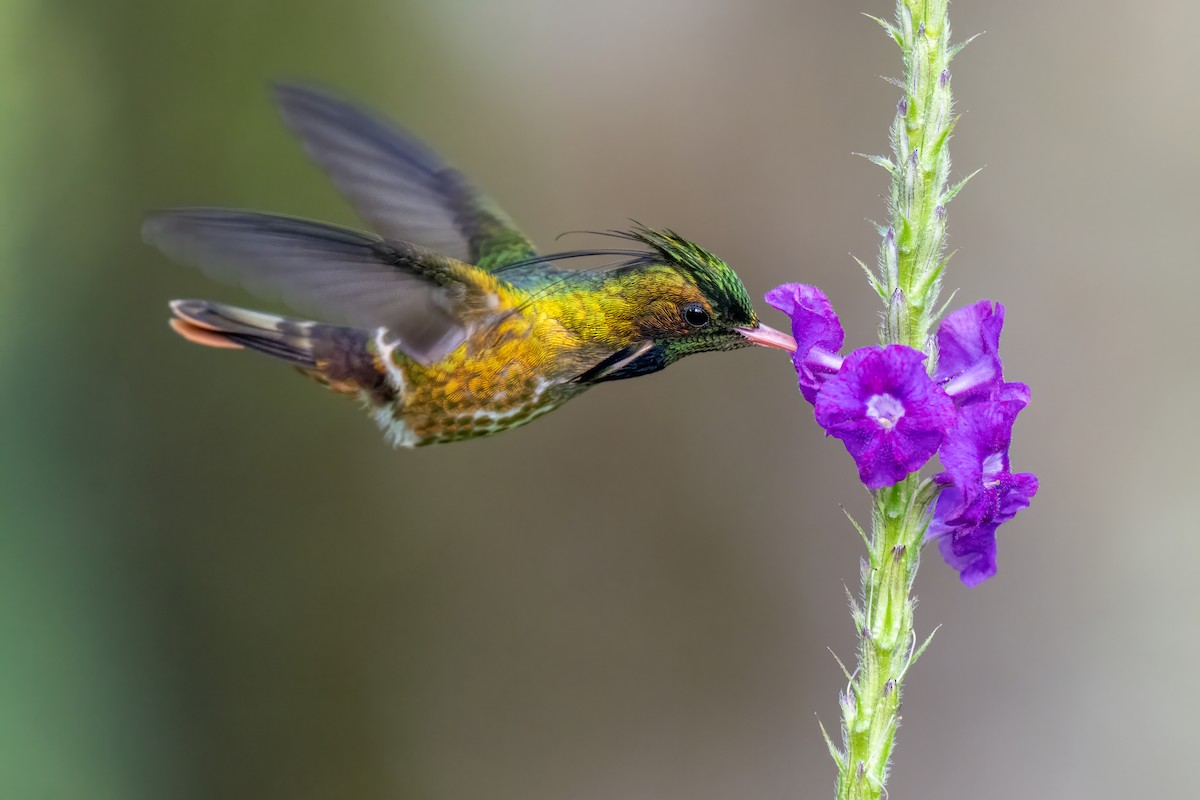 Black-crested Coquette - ML646989591