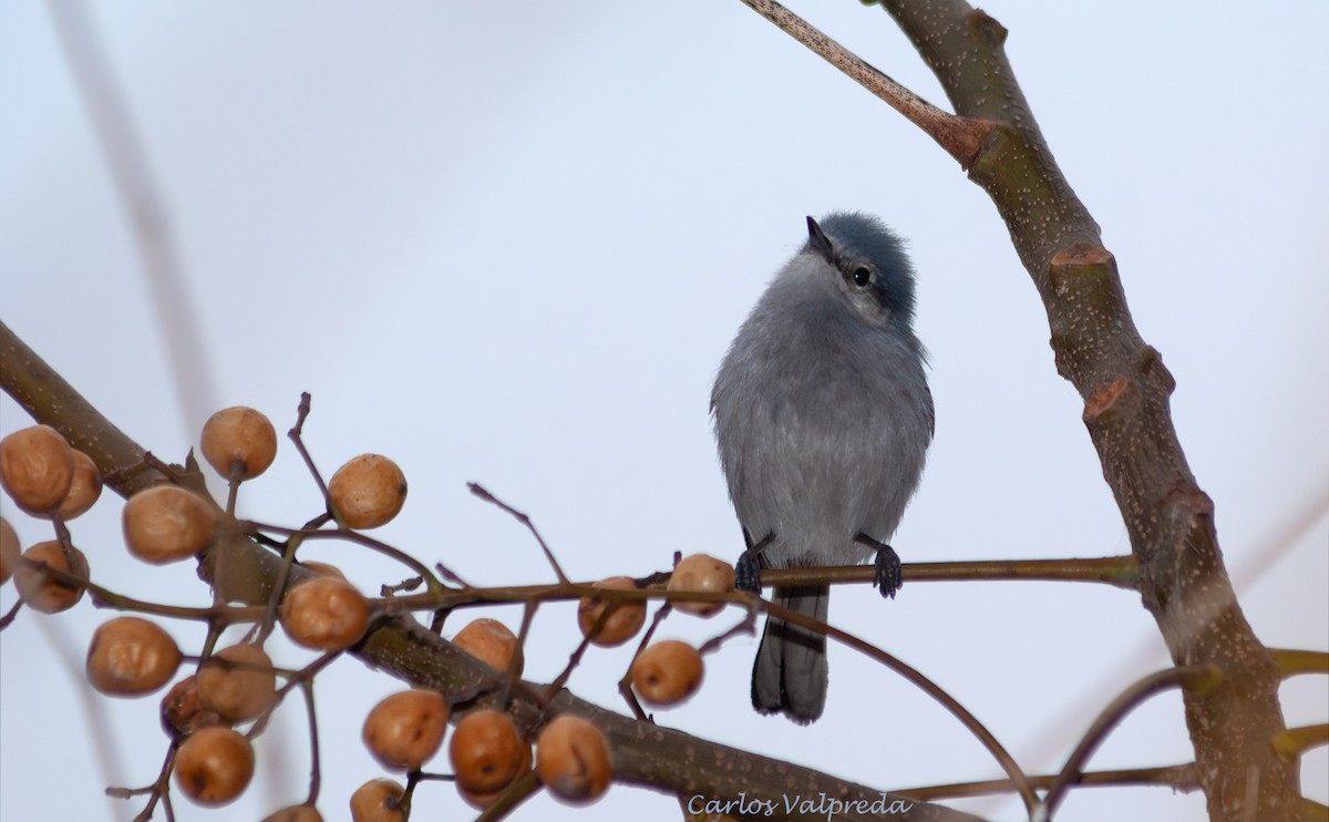 leskot škraboškový - ML646989592