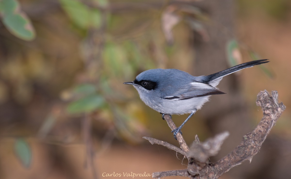 leskot škraboškový - ML646989595