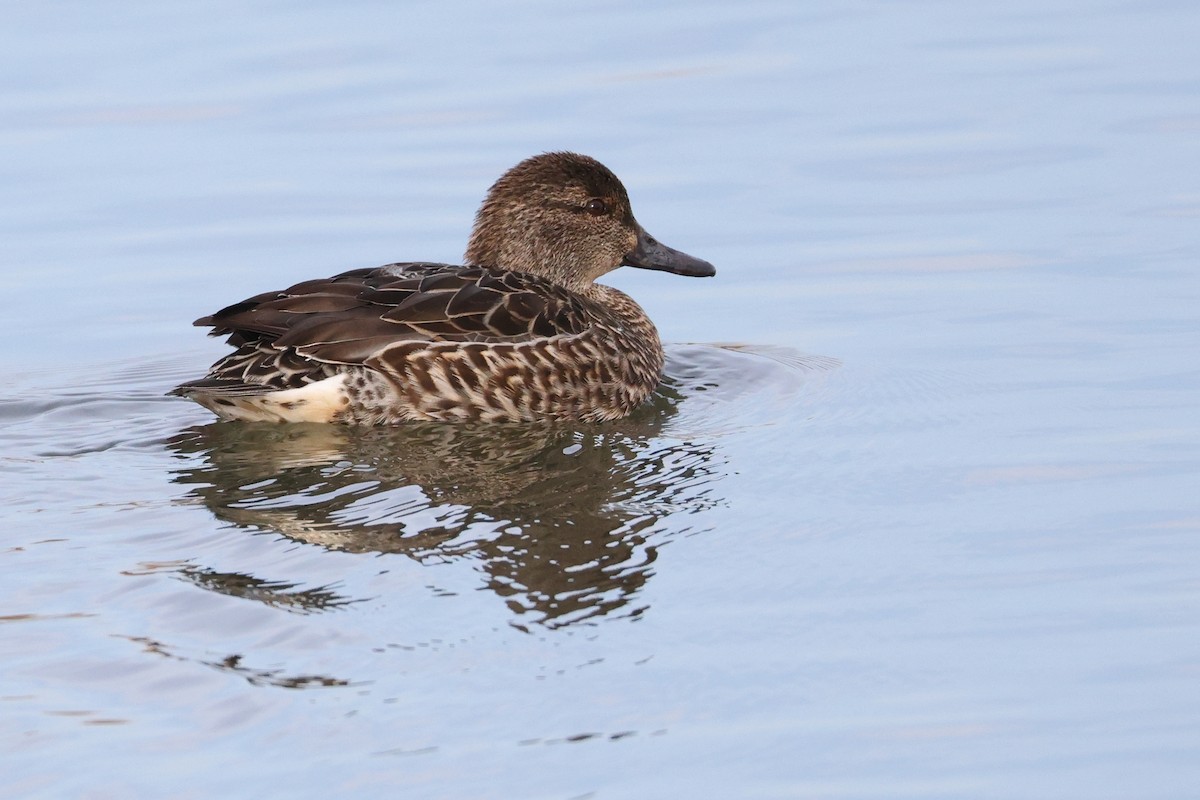 čírka obecná - ML646989599