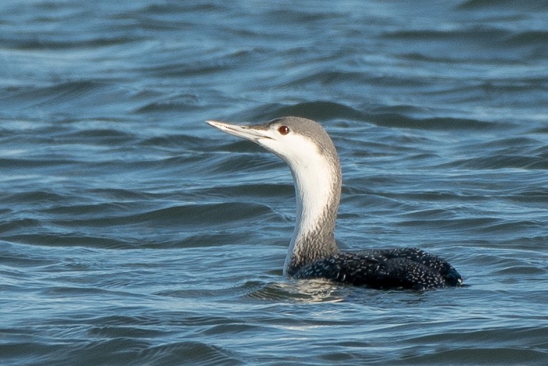 Red-throated Loon - ML646989602