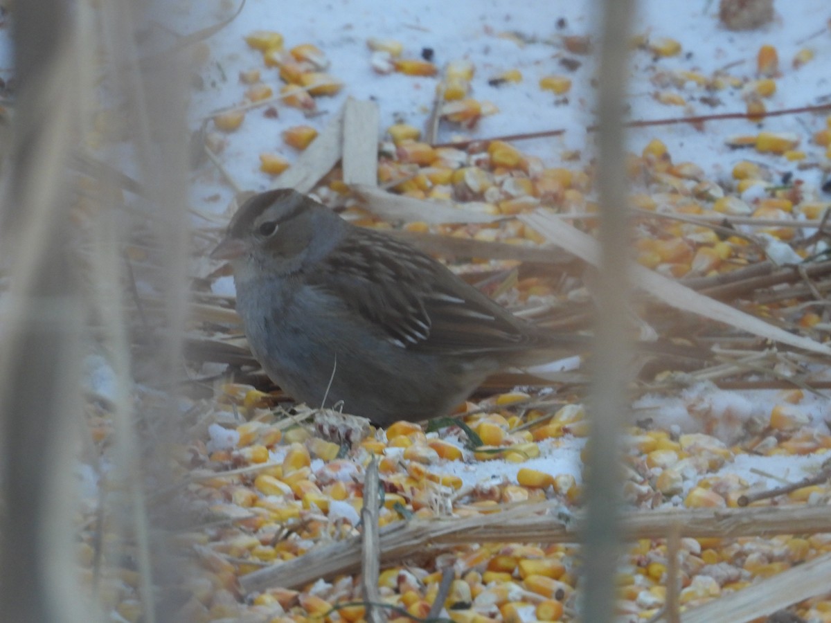 גיבתונית לבנת-כיפה - ML646989603