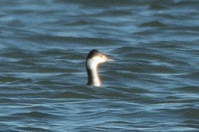 Txilinporta urrebelarria - ML646989605