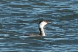 Txilinporta urrebelarria - ML646989606