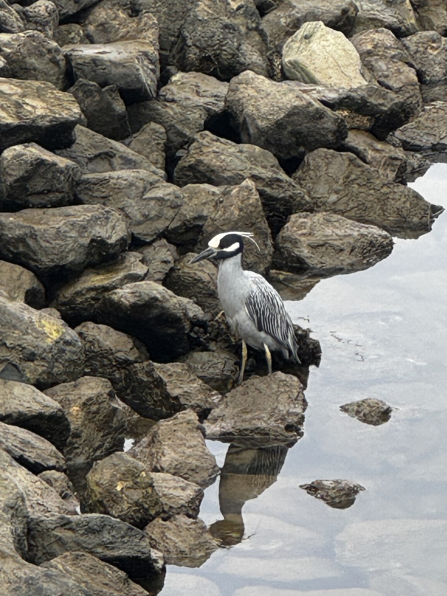 Yellow-crowned Night Heron - ML646989608