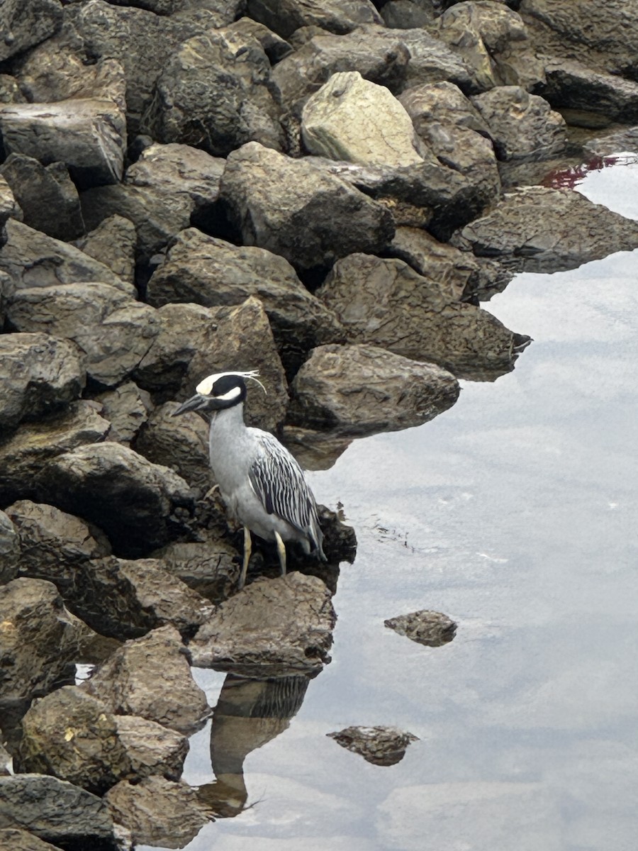 Yellow-crowned Night Heron - ML646989609