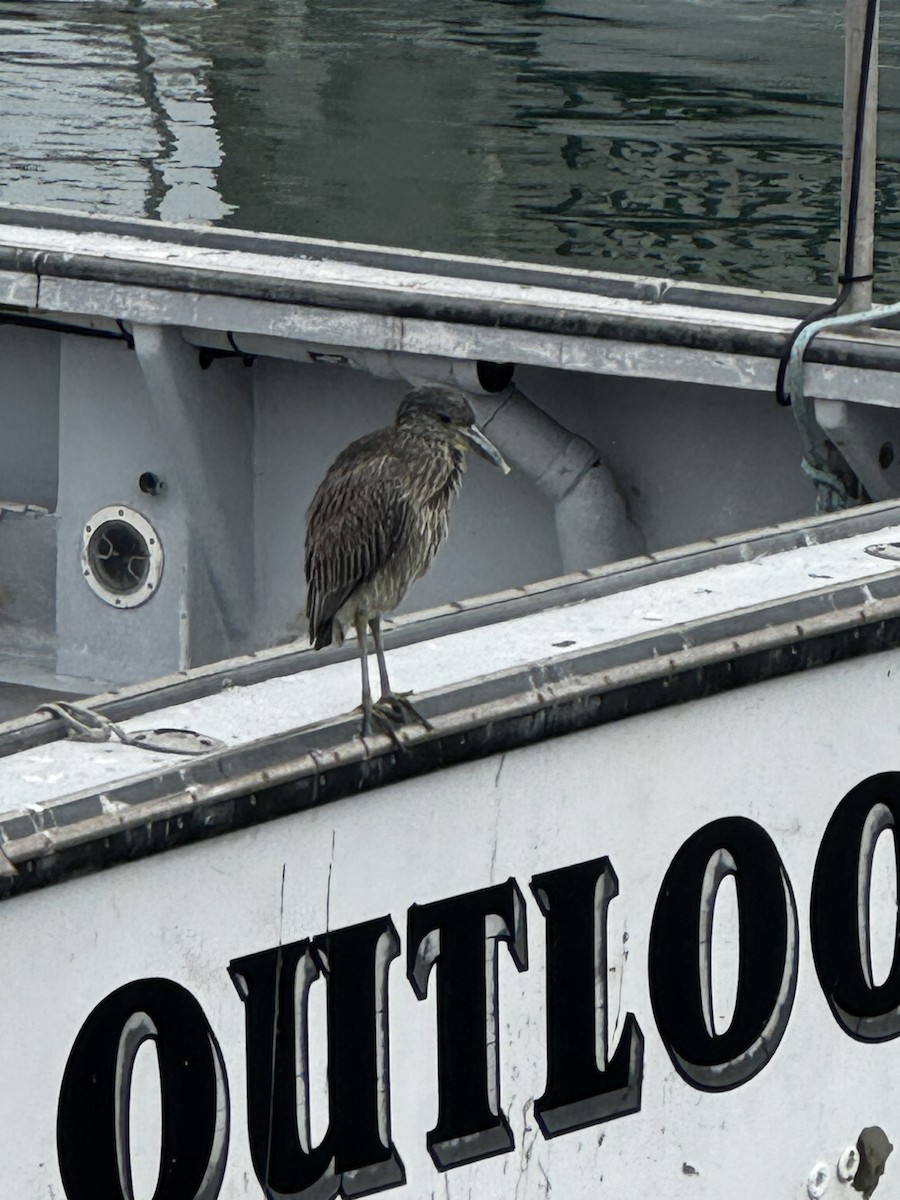 Yellow-crowned Night Heron - ML646989610
