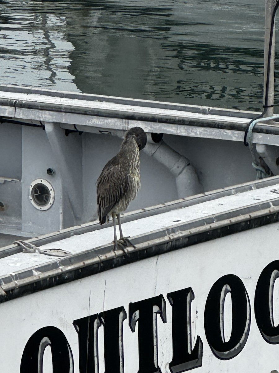 Yellow-crowned Night Heron - ML646989611
