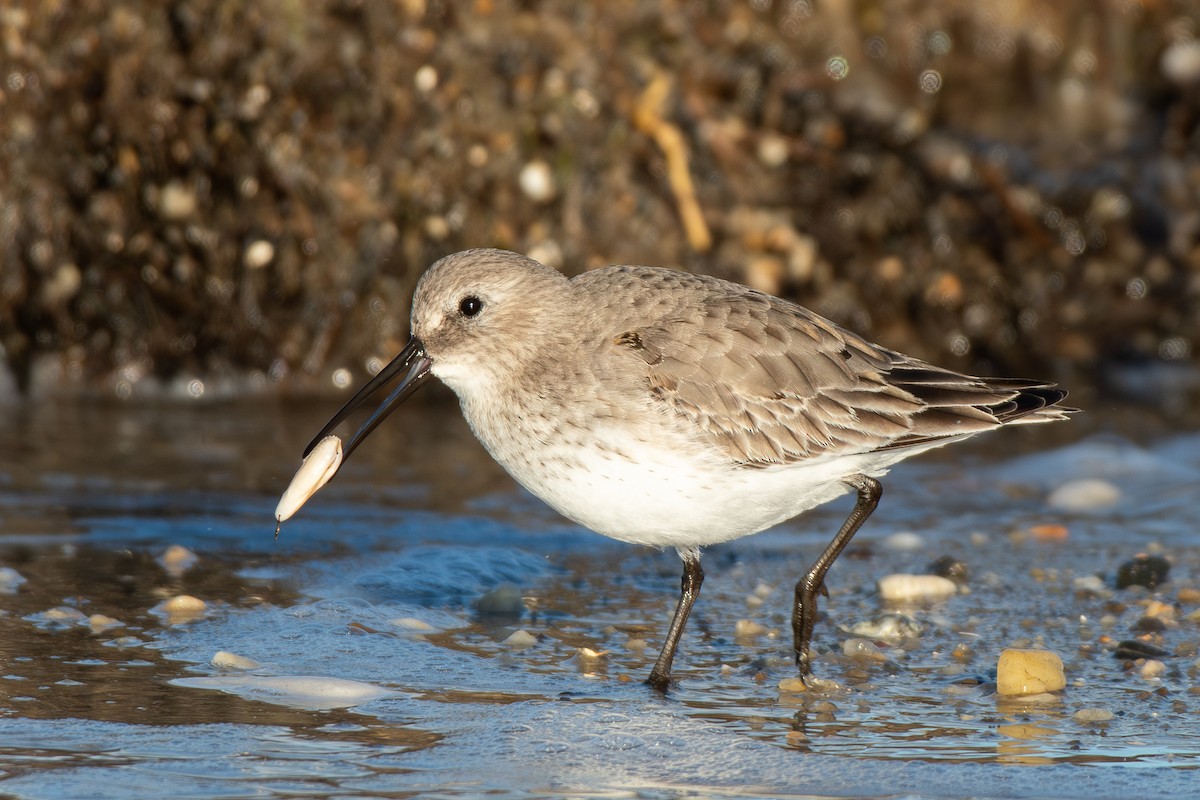 Dunlin - ML646989614