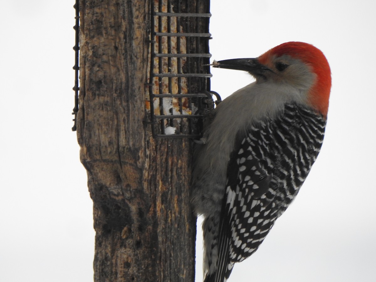 Kızılca Karınlı Ağaçkakan - ML646989626