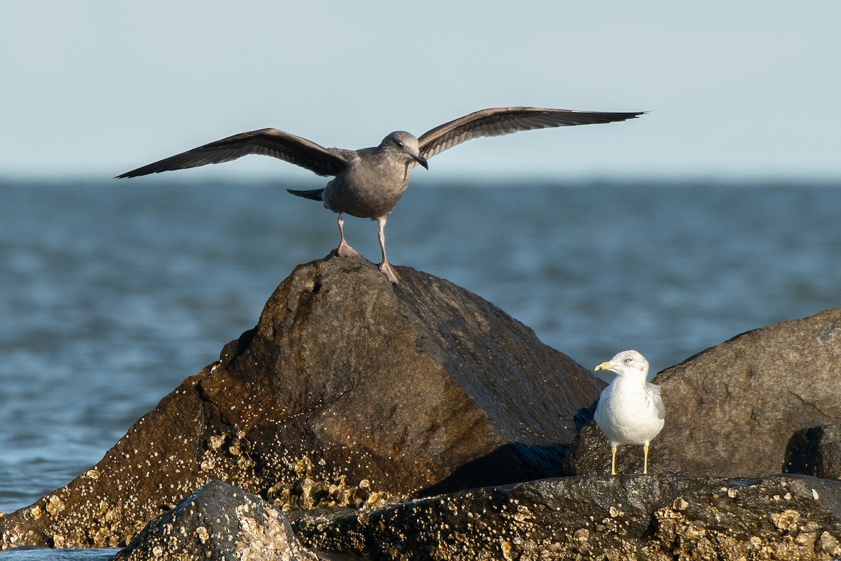 American Herring Gull - ML646989627