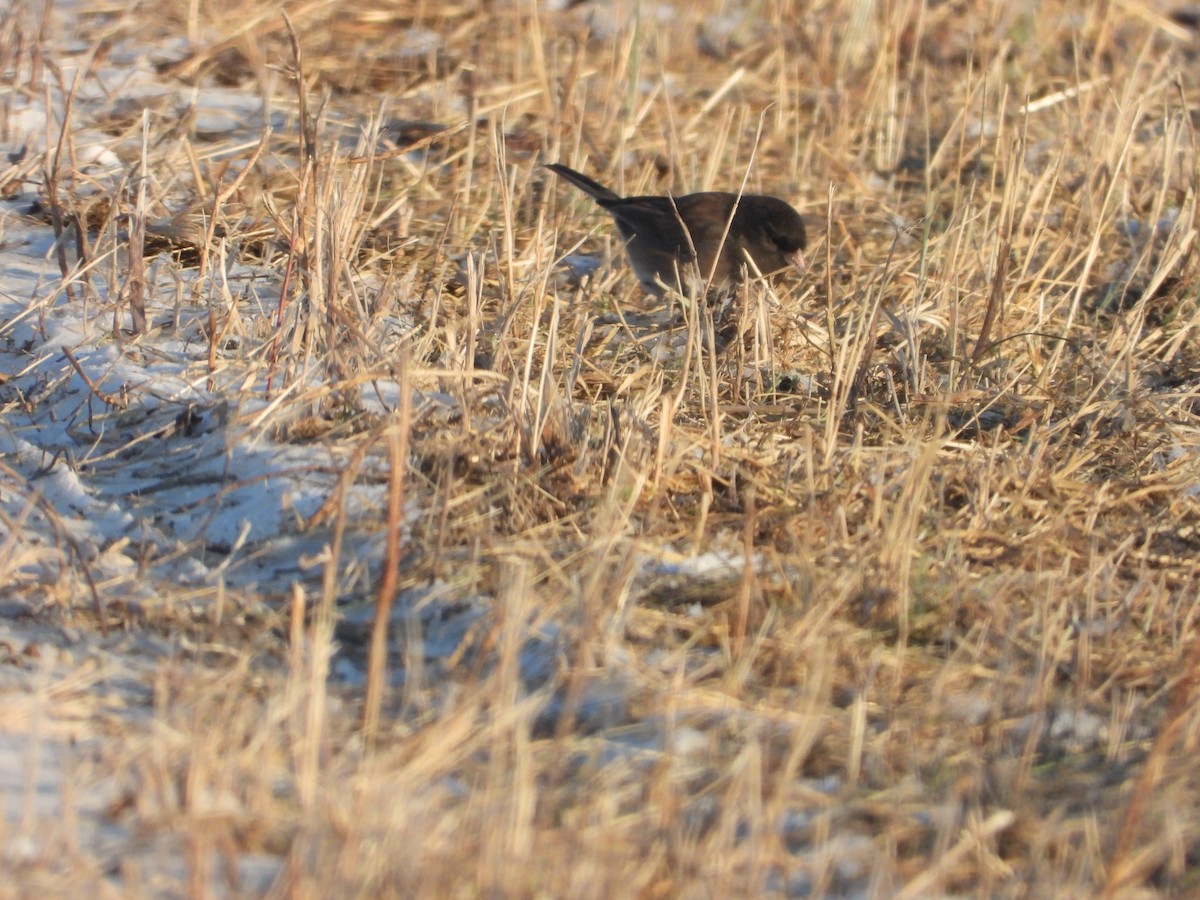 Dark-eyed Junco (Oregon) - ML646989638