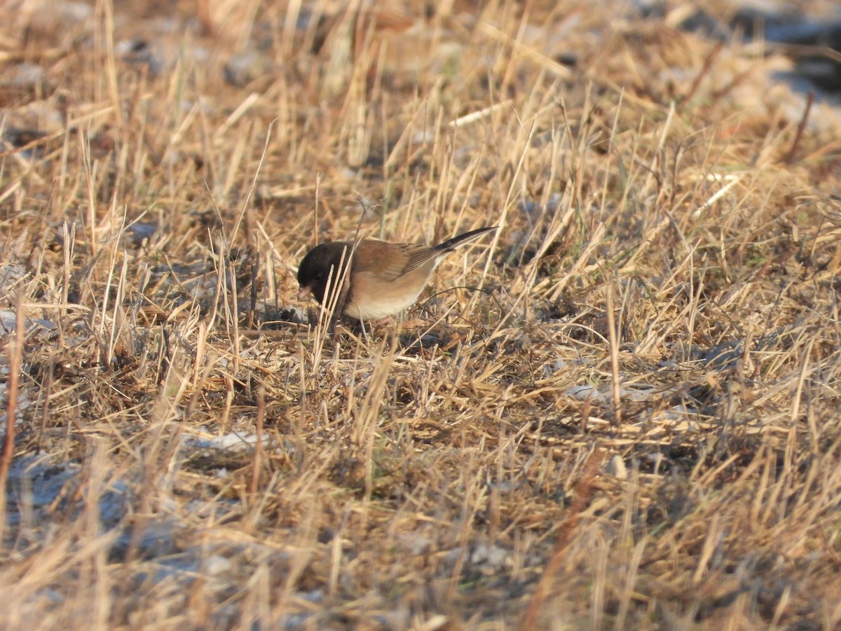Dark-eyed Junco (Oregon) - ML646989639