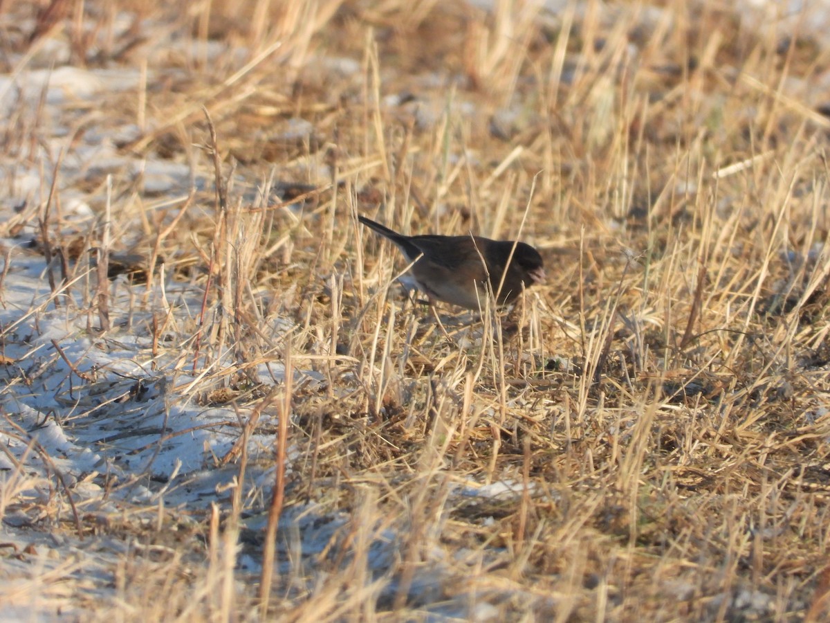 Dark-eyed Junco (Oregon) - ML646989640