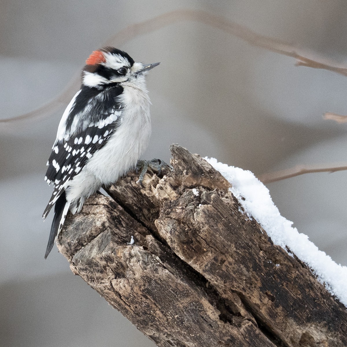 Downy Woodpecker - ML646989641
