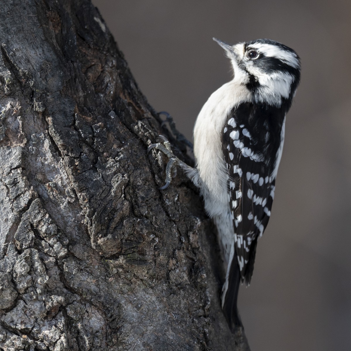 Downy Woodpecker - ML646989642