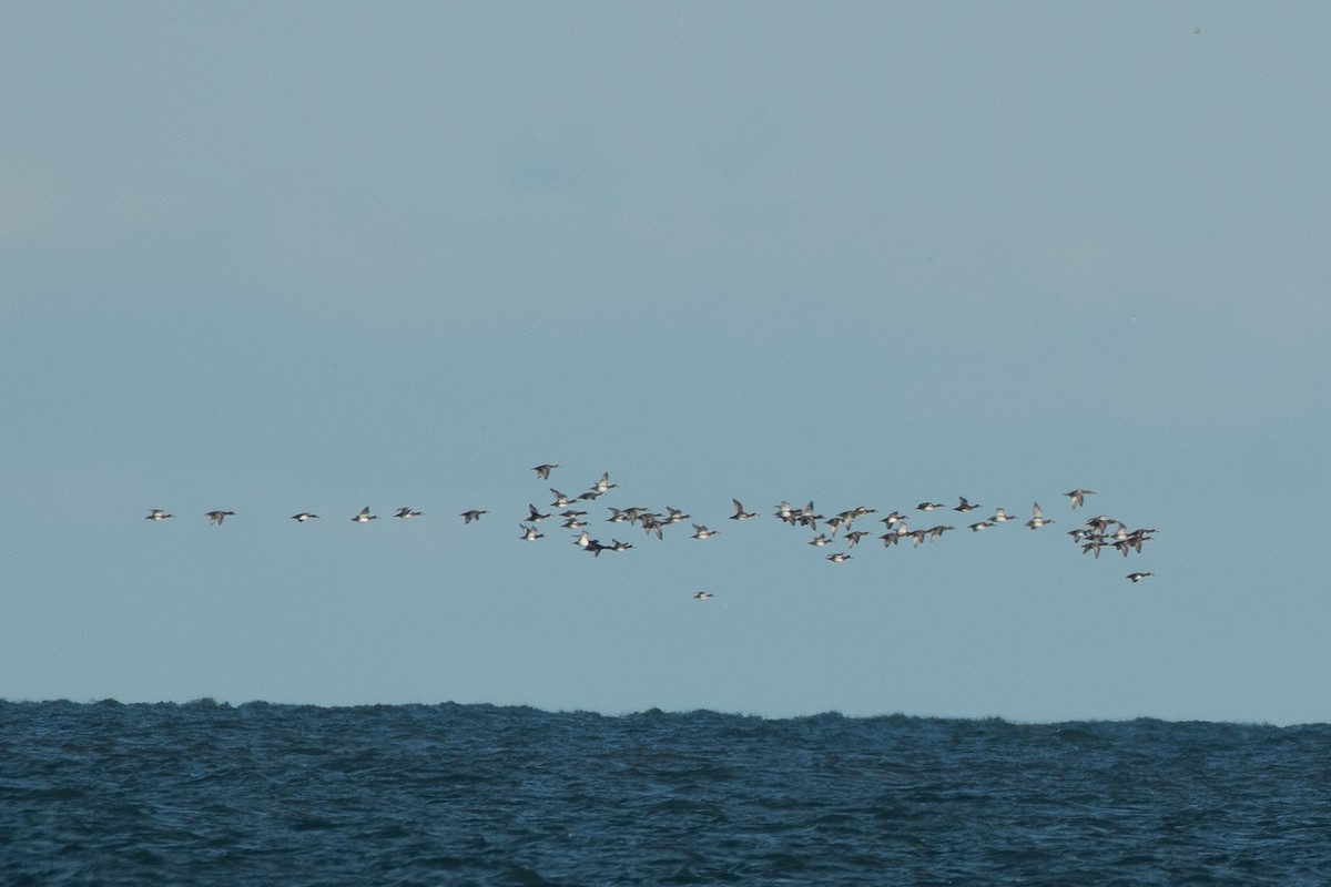 Redhead - ML646989643