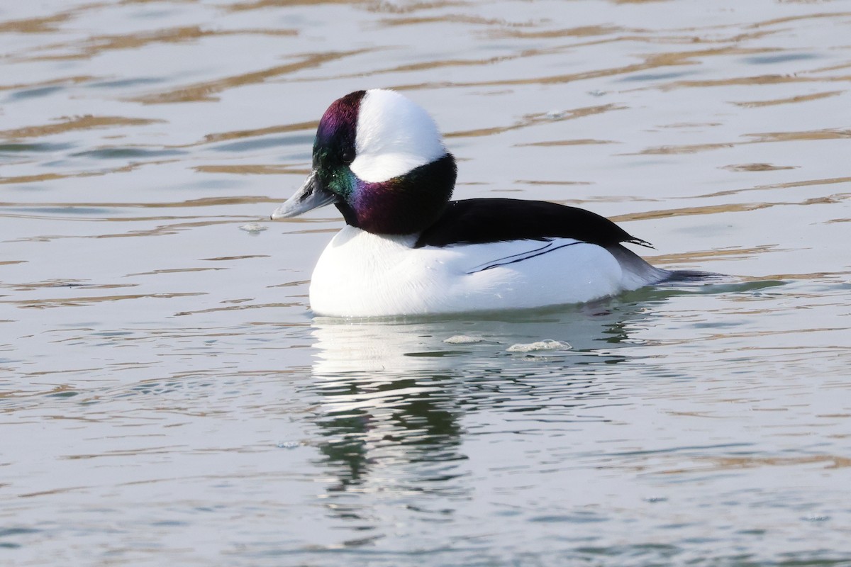 hohol bělavý - ML646989644