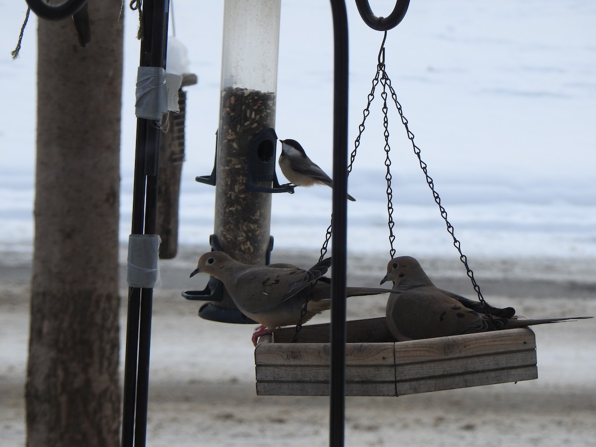 Uzun Kuyruklu Kumru - ML646989647