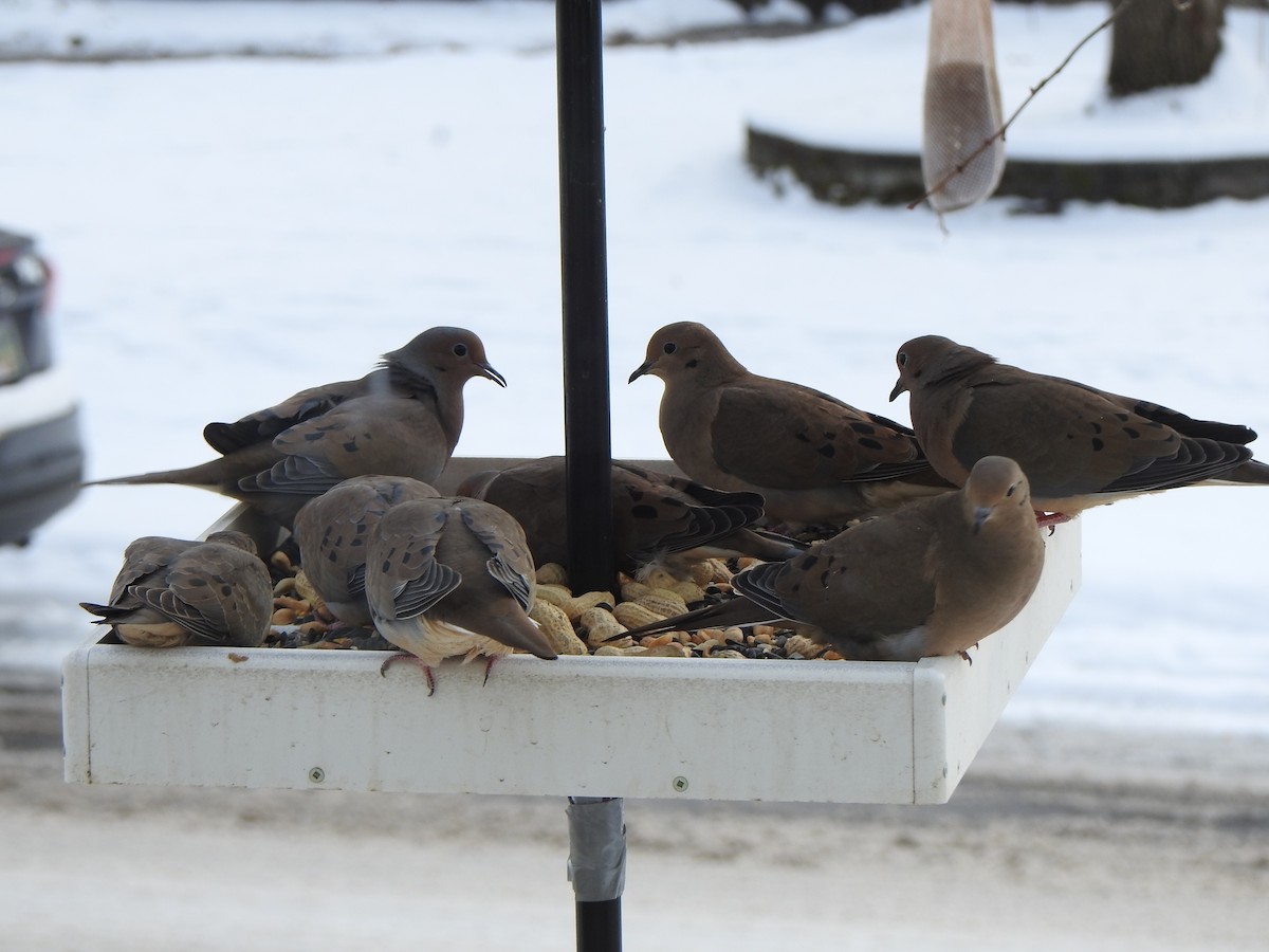 Uzun Kuyruklu Kumru - ML646989648