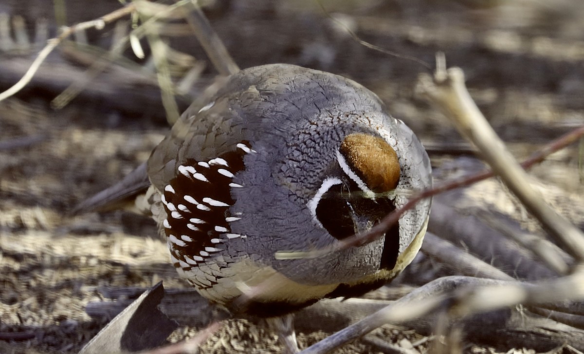 Gambel Kolini - ML646989651