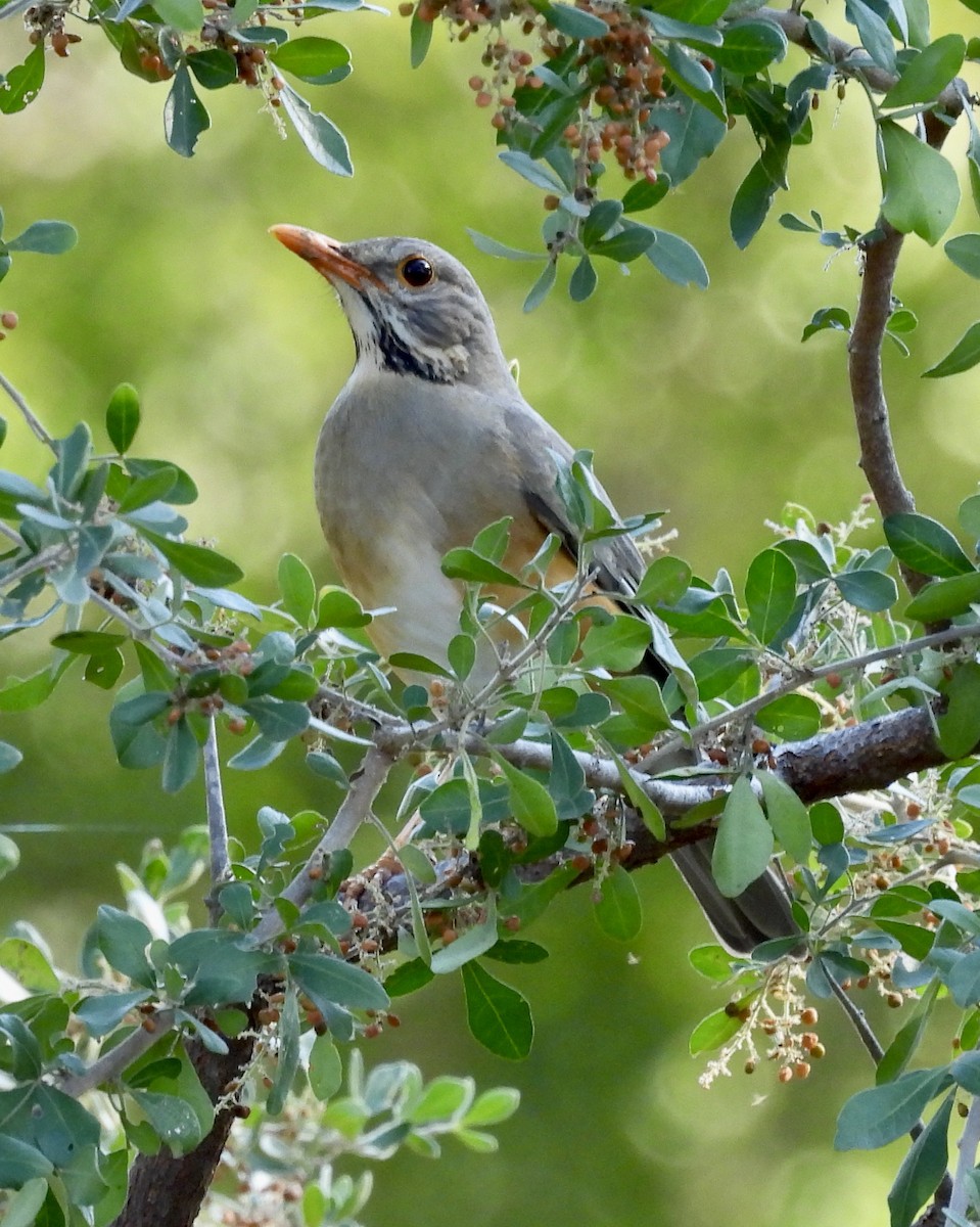 Kurrichane Thrush - ML646989652