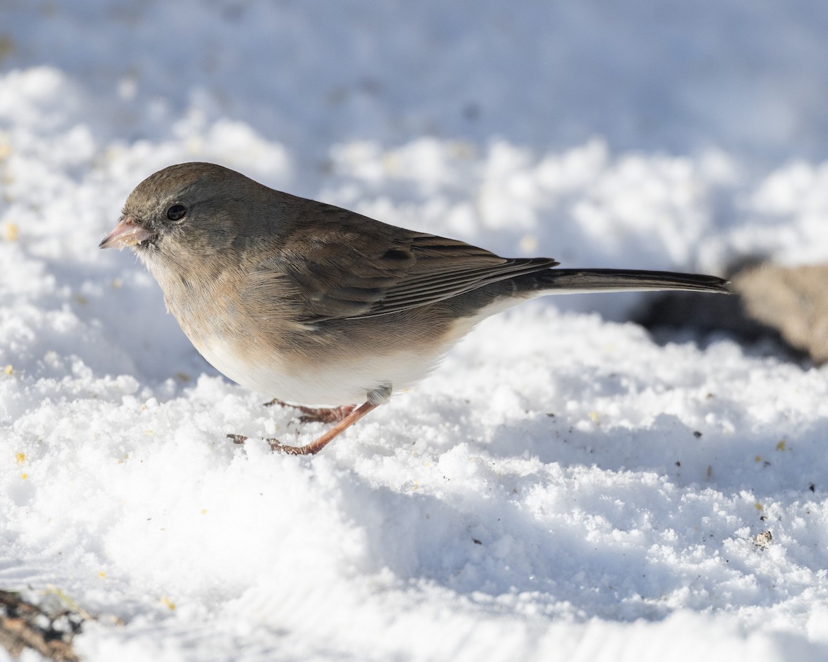 Dark-eyed Junco - ML646989654