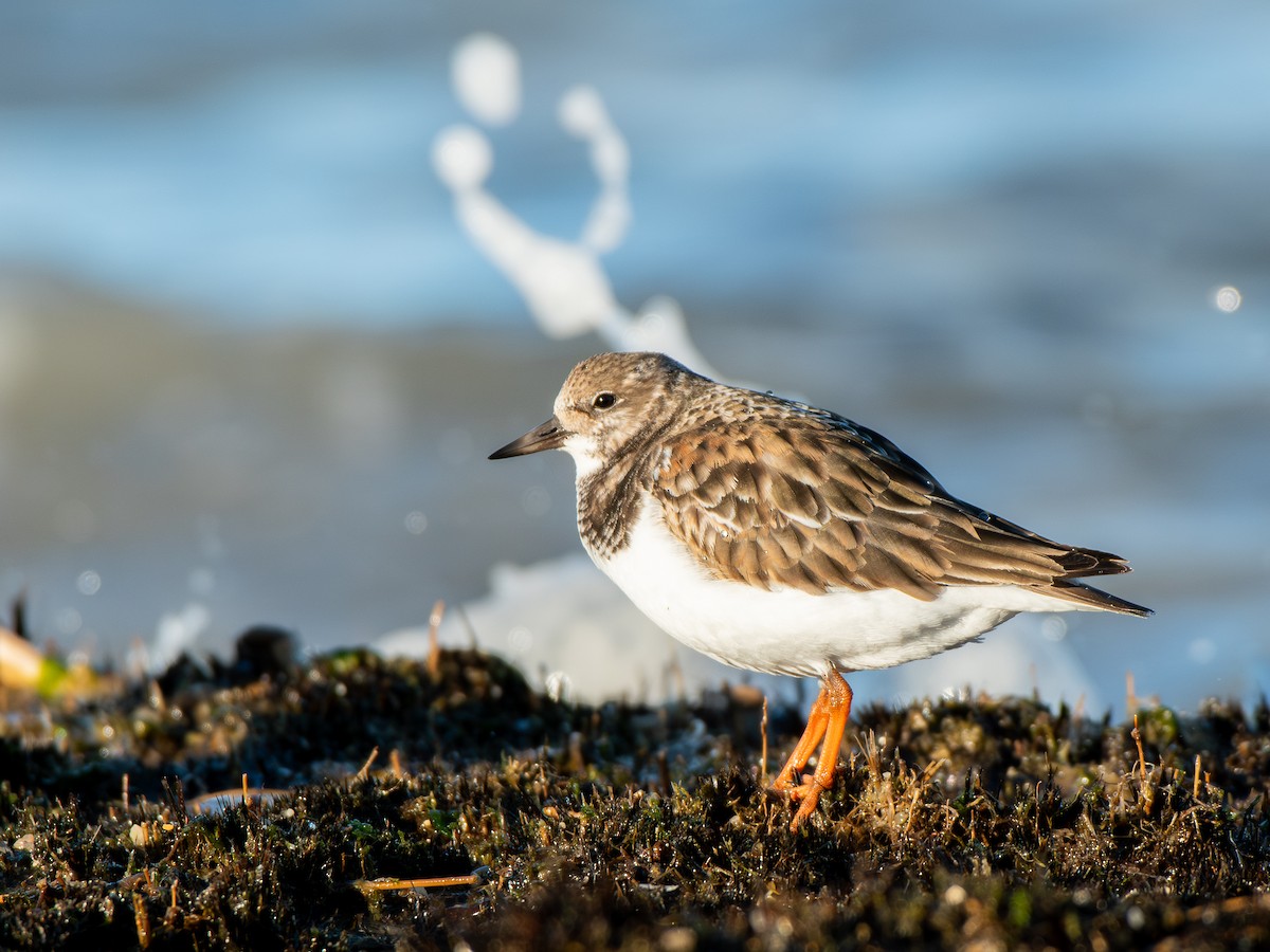 Ruddy Turnstone - ML646989657