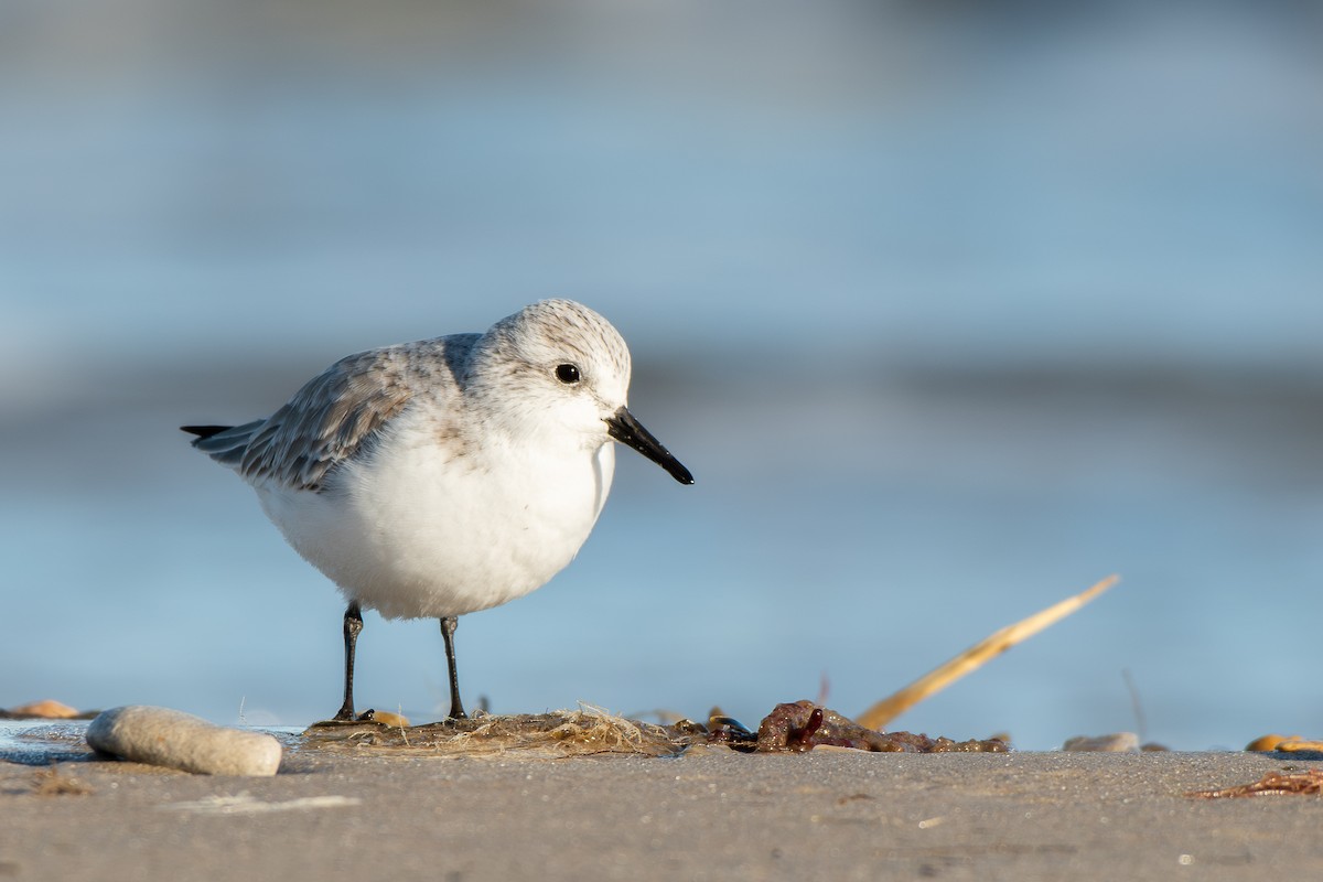 Sanderling - ML646989658