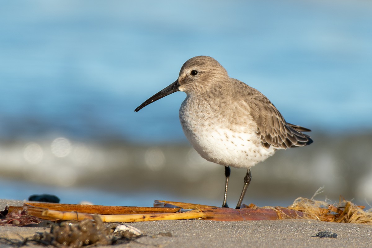 Dunlin - ML646989660