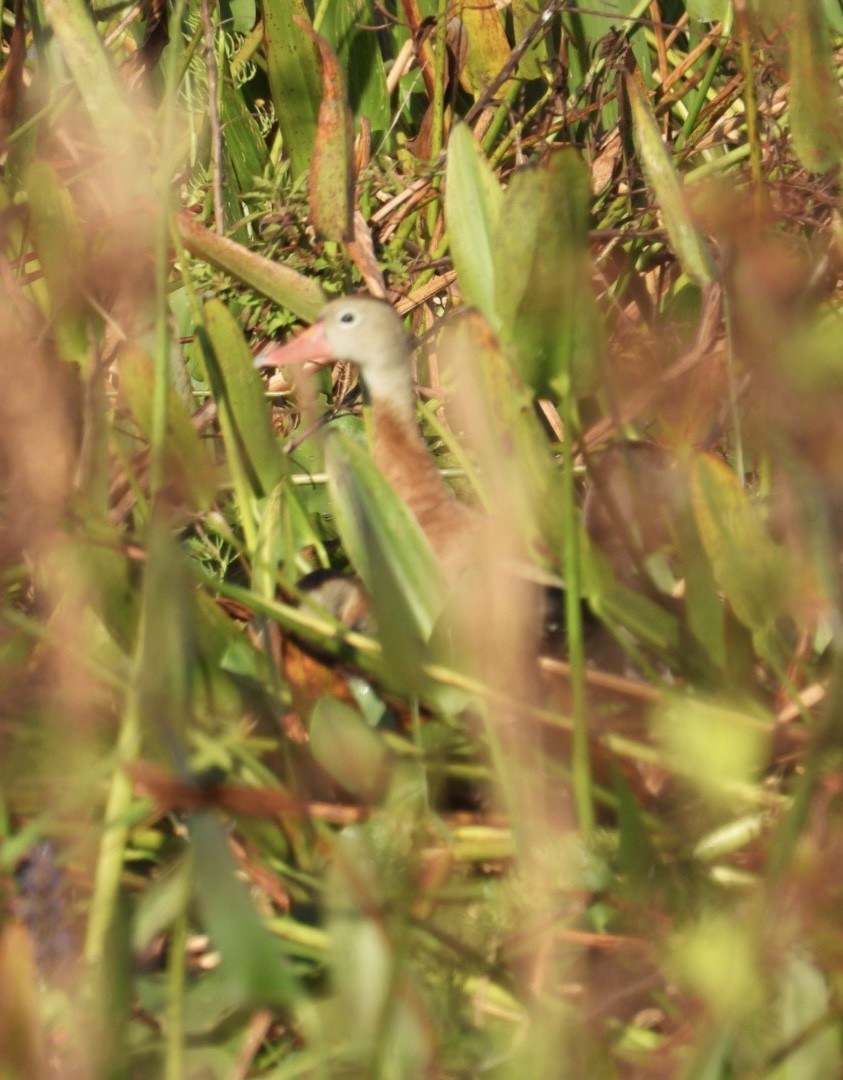 Kara Karınlı Islıkçı Ördek - ML646989661