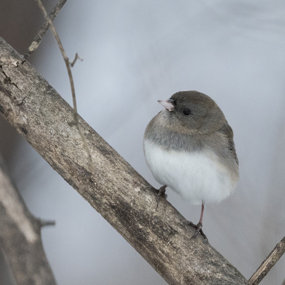 Dark-eyed Junco - ML646989667