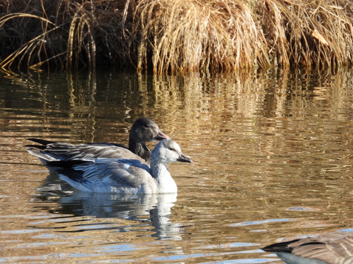 Kar Kazı - ML646989668