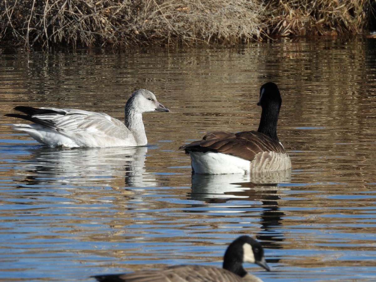 Kar Kazı - ML646989669