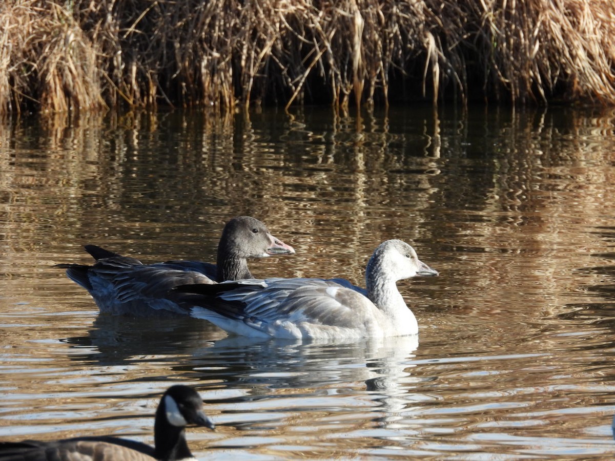 Kar Kazı - ML646989670