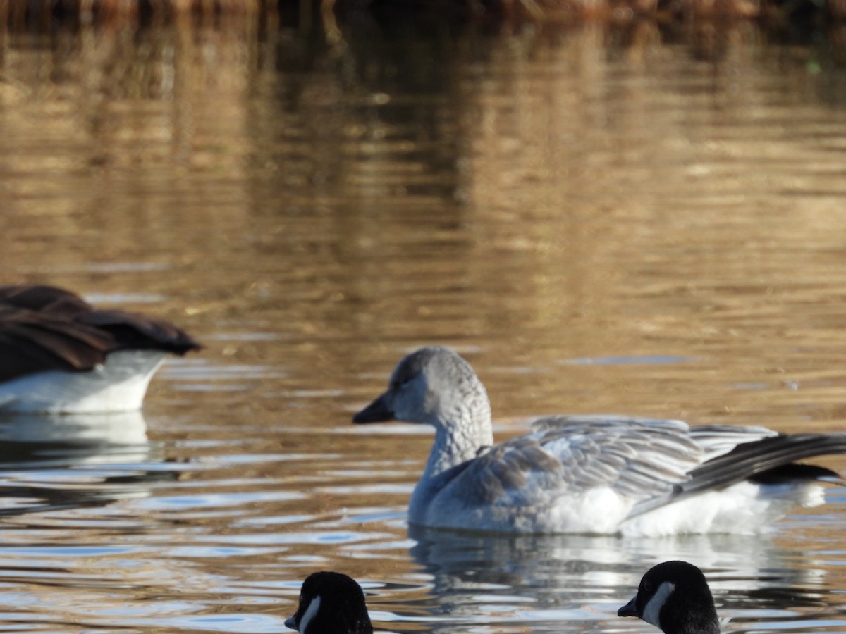 Kar Kazı - ML646989671