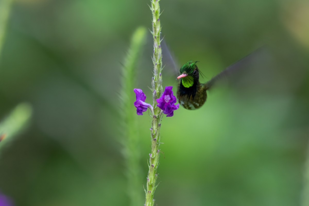 Black-crested Coquette - ML646989673