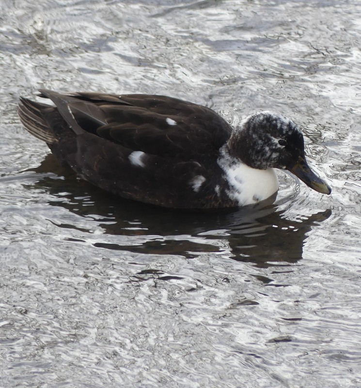 dabbling duck sp. - ML646989676