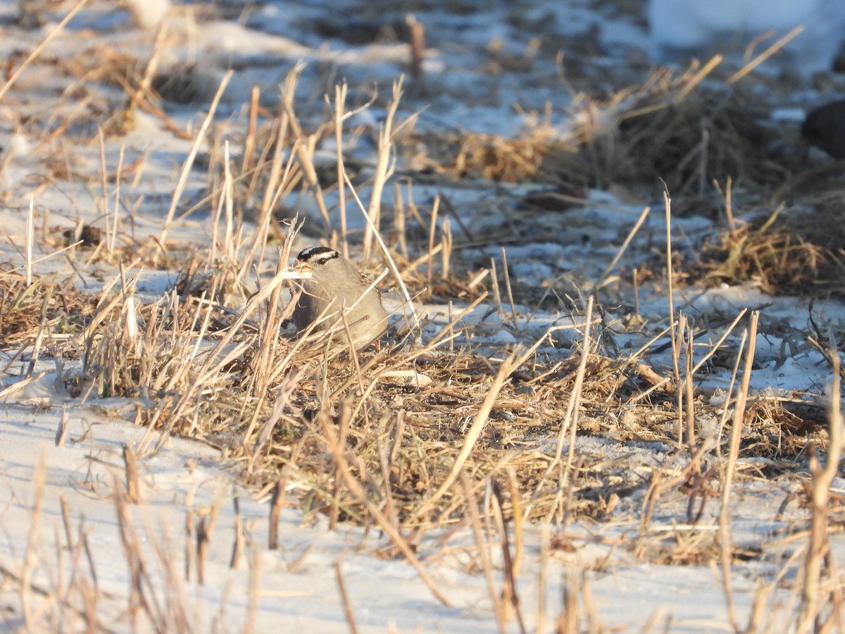 גיבתונית לבנת-כיפה - ML646989679