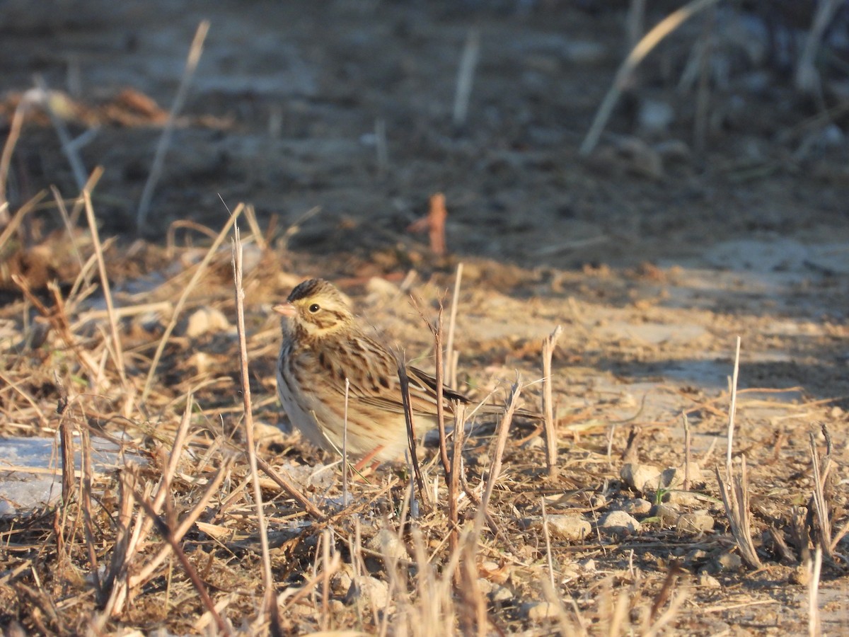 גיבתונית ערבות - ML646989682