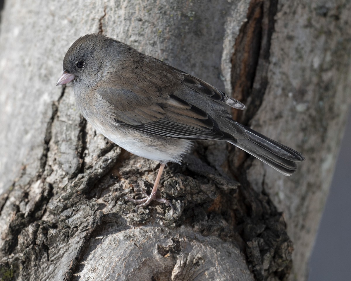 Dark-eyed Junco - ML646989684