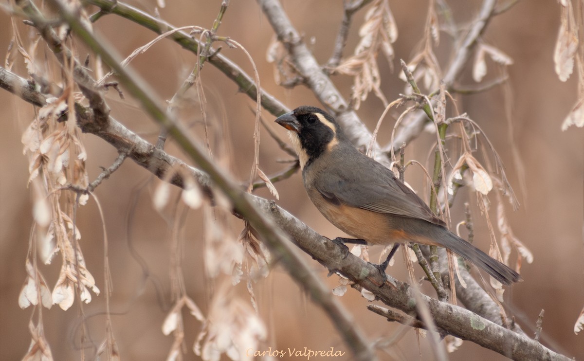 oransjenebbsaltator - ML646989689