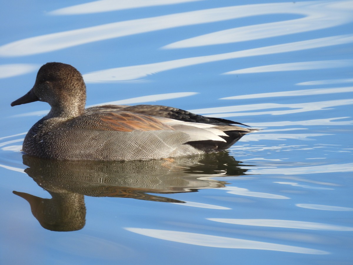 Boz Ördek - ML646989691