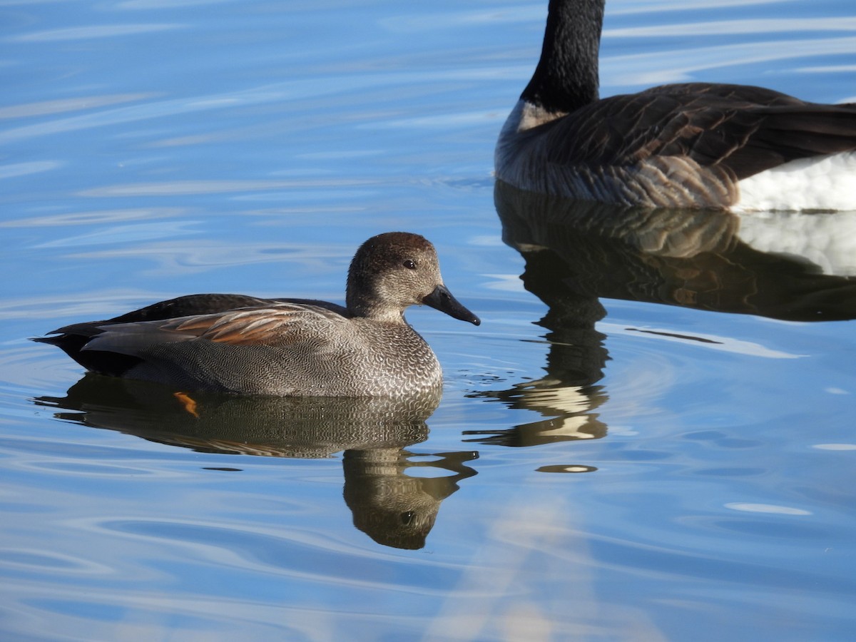 Boz Ördek - ML646989692