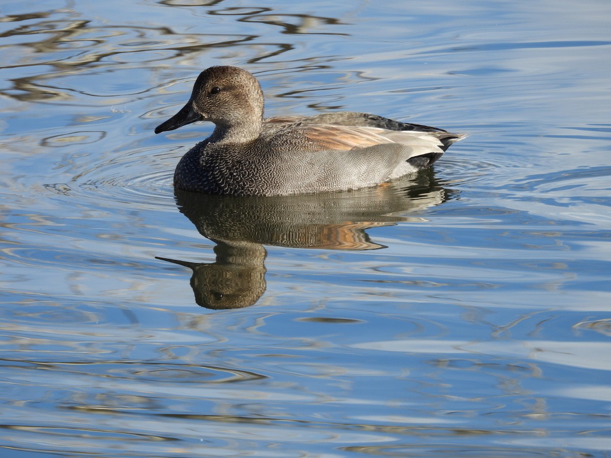 Boz Ördek - ML646989693