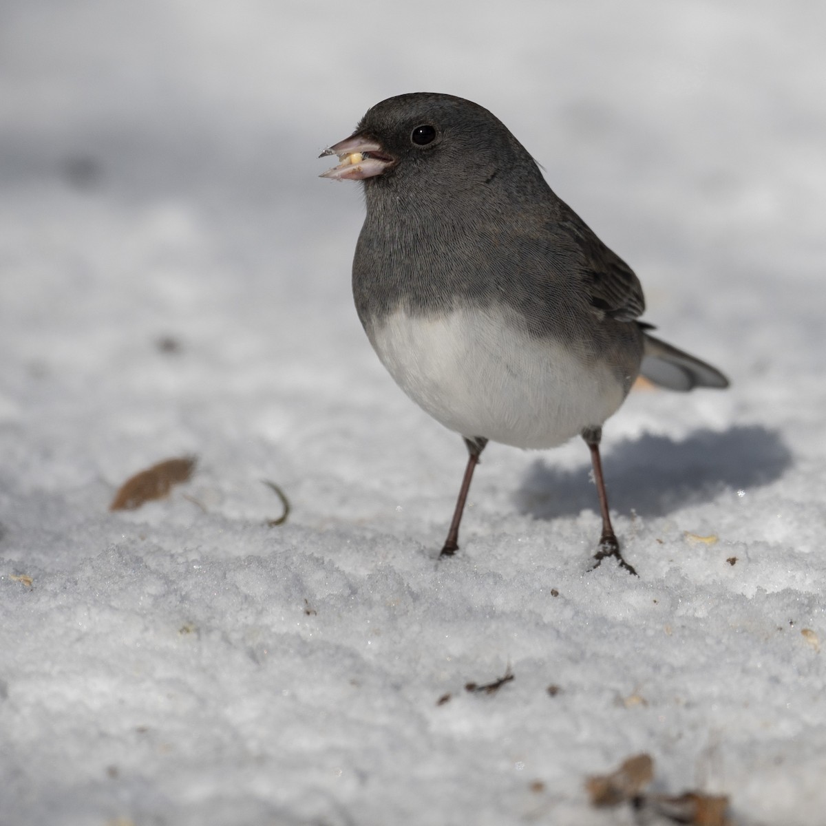 Dark-eyed Junco - ML646989694