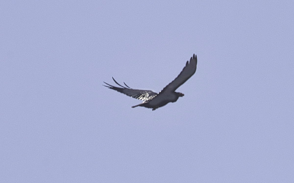 Kuzgun - ML646989695