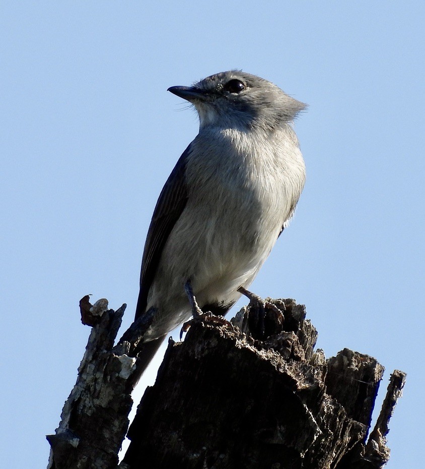 Ashy Flycatcher - ML646989696