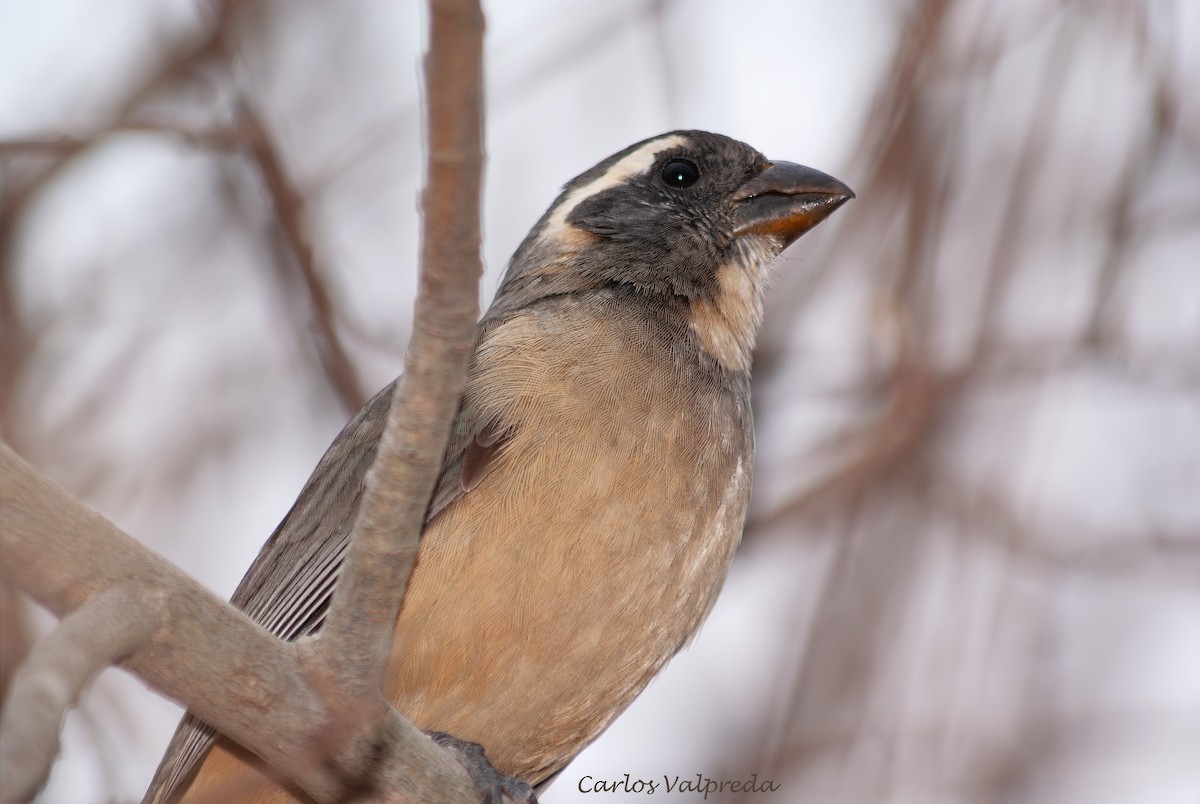 oransjenebbsaltator - ML646989698