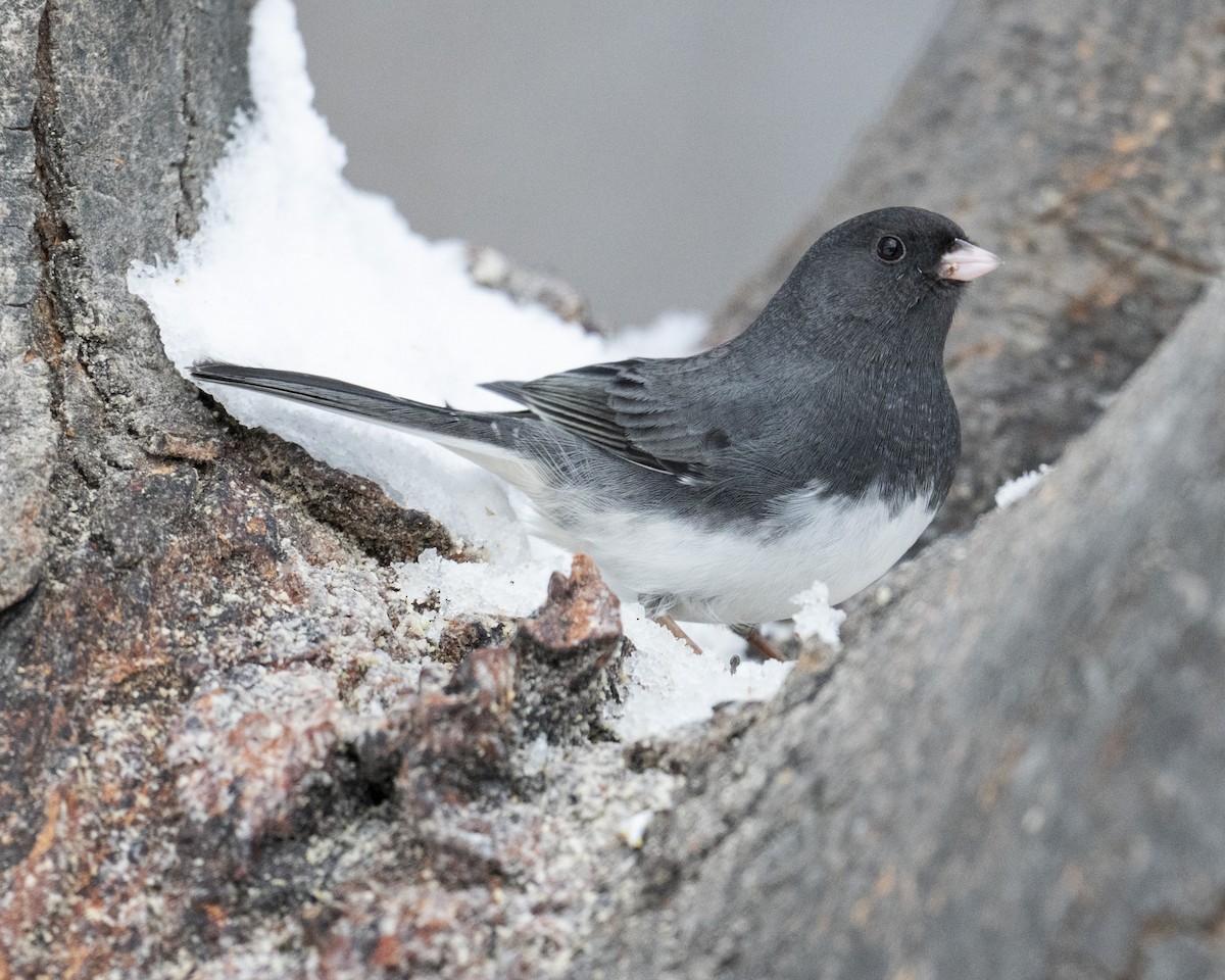 Dark-eyed Junco - ML646989699